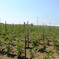 Земельный участок в Греции, Центральная Македония, Центр