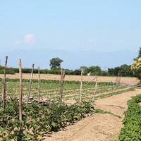 Земельный участок в Греции, Центральная Македония, Центр
