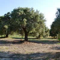 Земельный участок в Греции, Центральная Македония, Центр