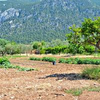 Земельный участок в Греции, Пелопоннес, Kori