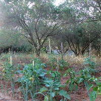 Другое в Греции, Центральная Македония, Центр, 350 кв.м.