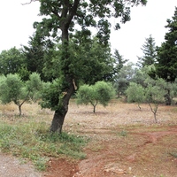 Land plot in Greece, Crete, 50 sq.m.