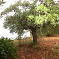 Land plot in Greece, Central Macedonia, Center