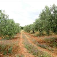 Земельный участок в Греции, Центральная Македония, Центр