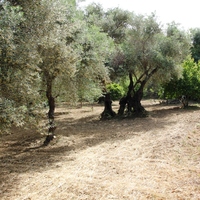 Land plot in Greece, Crete