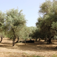 Land plot in Greece, Crete