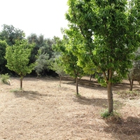 Land plot in Greece, Crete