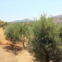 Land plot in Greece, Crete, Irakleion, 760 sq.m.