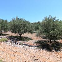 Land plot in Greece, Crete, 1500 sq.m.