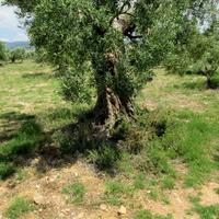 Land plot in Greece, Central Macedonia, Center, 5338 sq.m.