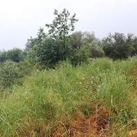 Land plot in Greece, Crete