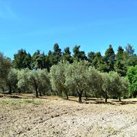 Land plot in Greece, Central Macedonia, Center
