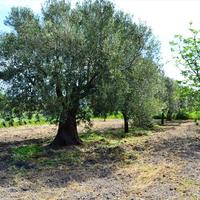 Другое в Греции, Центральная Македония, Центр, 180 кв.м.