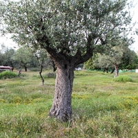 Land plot in Greece, Dode