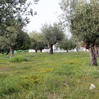 Land plot in Greece, Dode