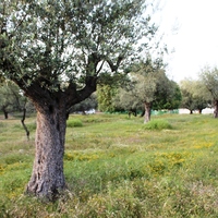 Land plot in Greece, Dode