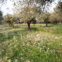 Land plot in Greece, Dode, 4000 sq.m.