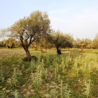 Land plot in Greece, Dode, 4000 sq.m.