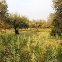 Land plot in Greece, Dode, 4000 sq.m.