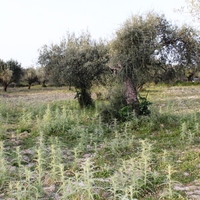 Land plot in Greece, Dode, 4000 sq.m.