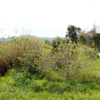 Other in Greece, Dode, 130 sq.m.