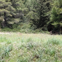Land plot in Greece, Dode