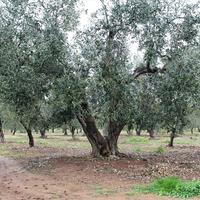 Land plot in Greece, Central Macedonia, Center, 4980 sq.m.