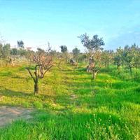 Земельный участок в Греции, Пелопоннес, Kori