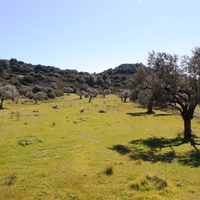 Land plot in Greece, Dode