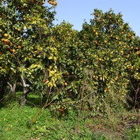 Земельный участок в Греции, Ионические острова