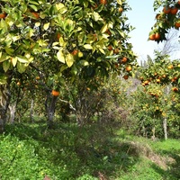 Земельный участок в Греции, Ионические острова