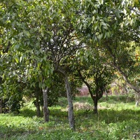 Земельный участок в Греции, Ионические острова