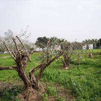 Land plot in Greece, Crete