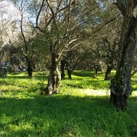 Land plot in Greece, Ionian Islands, 4800 sq.m.