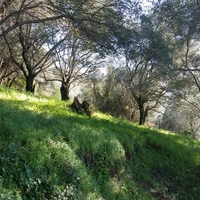 Land plot in Greece, Ionian Islands, 4800 sq.m.