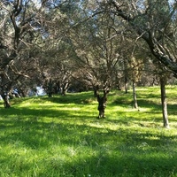 Land plot in Greece, Ionian Islands, 4800 sq.m.