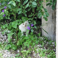 Villa in Greece, Dode, 160 sq.m.