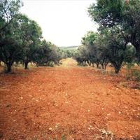 Land plot in Greece, Central Macedonia, Khal