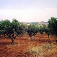 Land plot in Greece, Central Macedonia, Khal