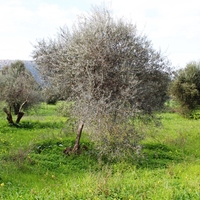 Земельный участок в Греции, Dode