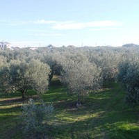 Земельный участок в Греции, Центральная Македония, Хал, 200 кв.м.