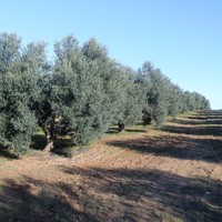 Land plot in Greece, Central Macedonia, Center