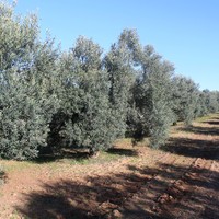 Land plot in Greece, Central Macedonia, Center