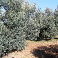Land plot in Greece, Central Macedonia, Center