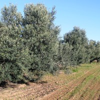 Land plot in Greece, Central Macedonia, Center