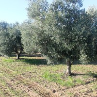 Land plot in Greece, Central Macedonia, Center