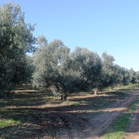 Land plot in Greece, Central Macedonia, Center
