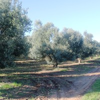 Land plot in Greece, Central Macedonia, Center