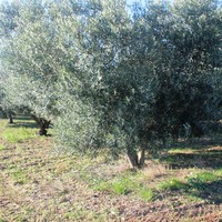 Land plot in Greece, Central Macedonia, Center