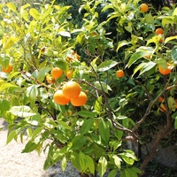 Other in Greece, Dode, 99 sq.m.